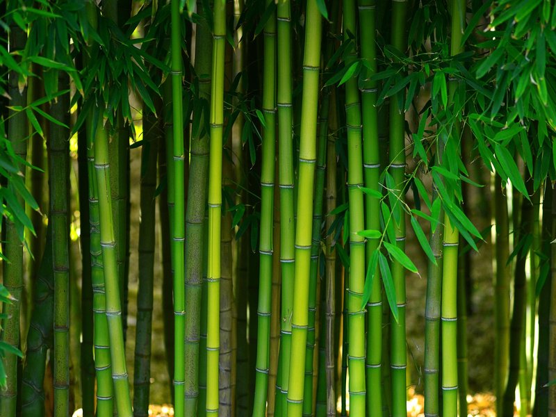bamboo - Floor Fashions of Virginia in the Charlottesville, VA area