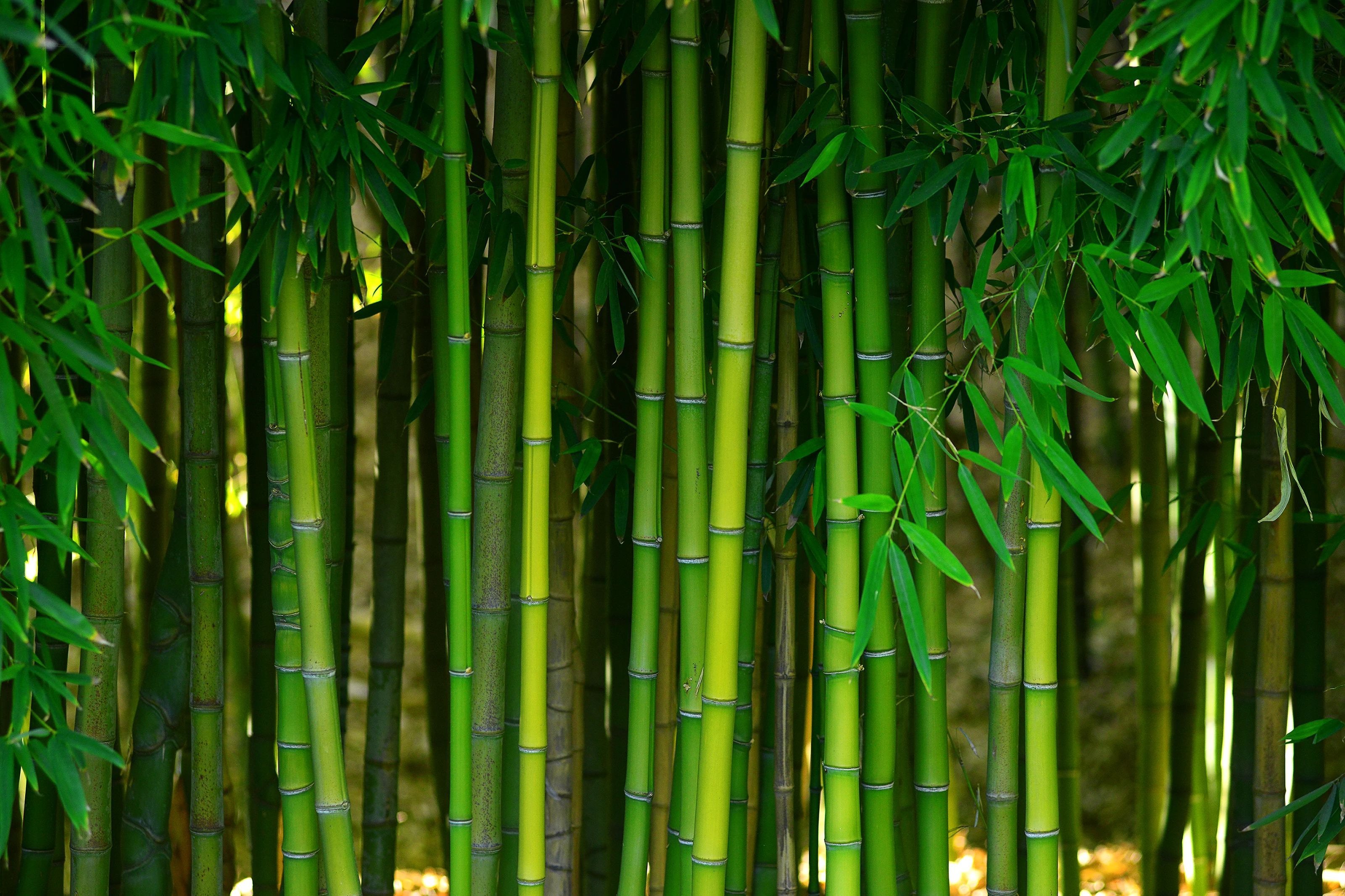 bamboo - Floor Fashions of Virginia in the Charlottesville, VA area